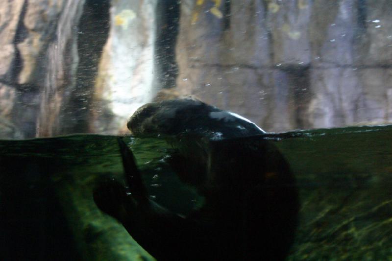 2007-10-13 10:45:10 ** Aquarium, Kalifornien, Zoo ** Seeotter.