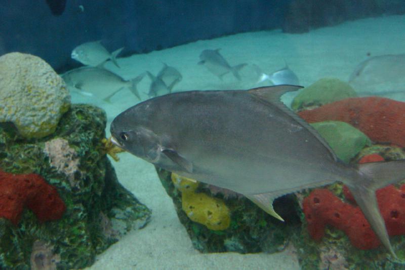 2007-10-13 11:28:32 ** Aquarium, California, Zoo ** Fish in the large shark tank.