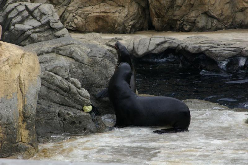 2007-10-13 12:08:12 ** Aquarium, California, Zoo ** Sea lions.