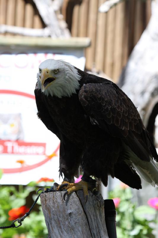 2011-07-15 15:24:12 ** Utah, Weißkopfseeadler, Zoo ** 