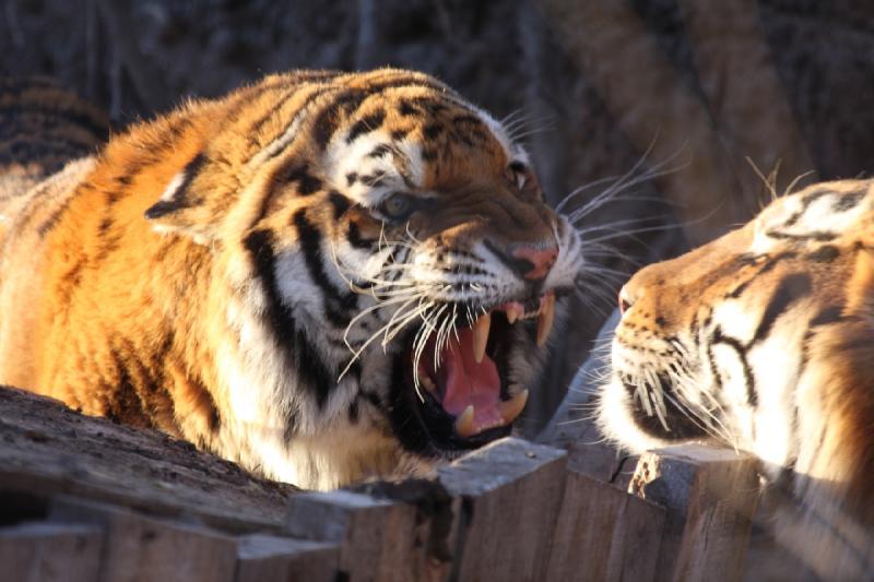 2011-01-23 16:41:51 ** Tiger, Utah, Zoo ** 