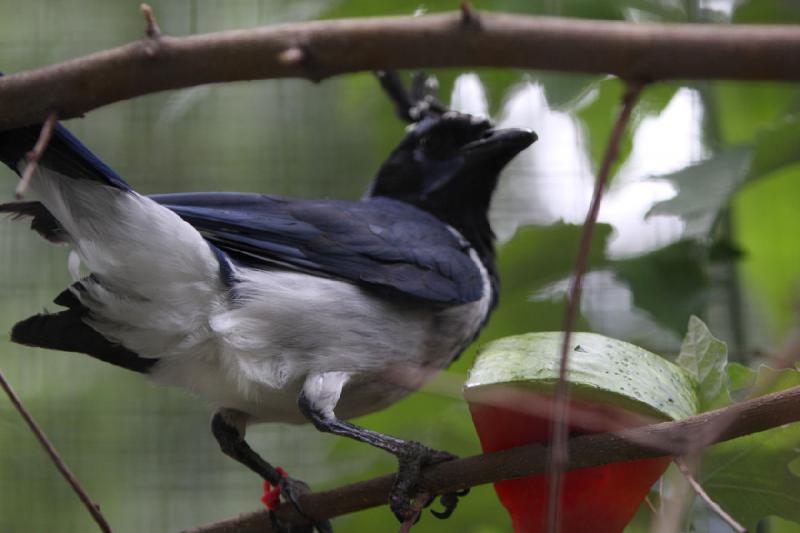 2008-07-04 14:50:10 ** Tracy Vogelpark ** 