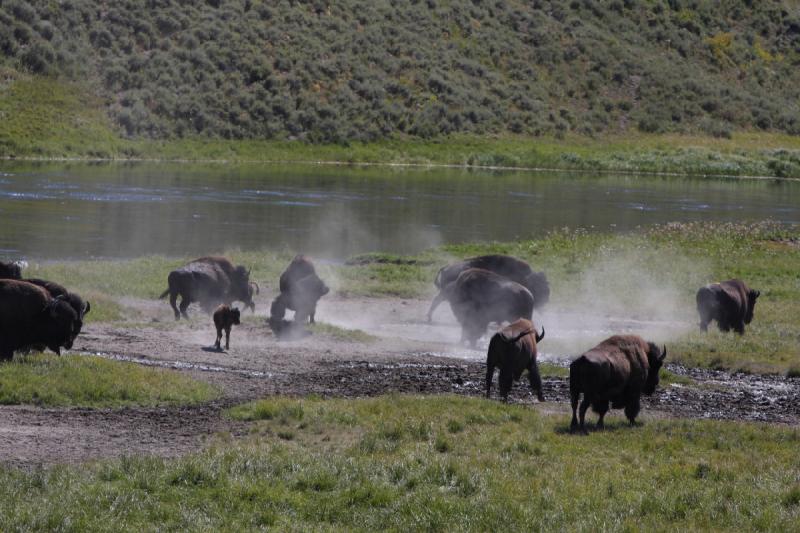 2008-08-16 11:39:03 ** Bison, Yellowstone Nationalpark ** 