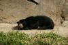 Sun Bear.