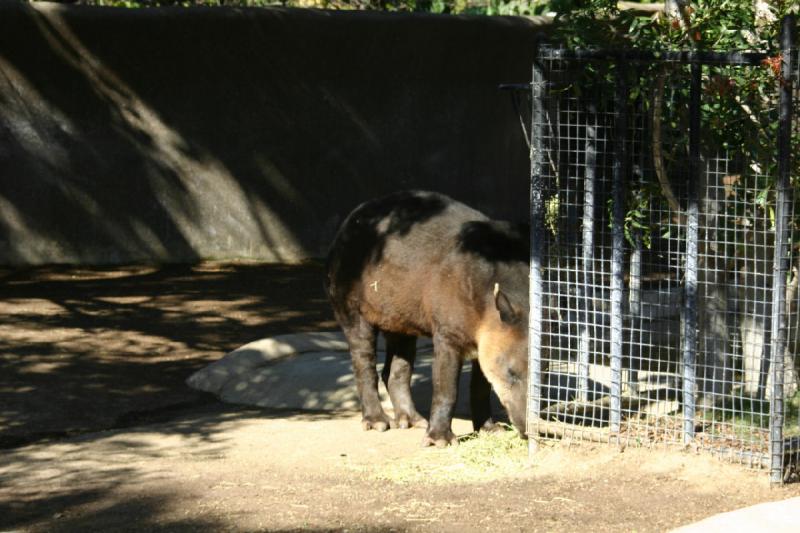 2008-03-20 15:55:38 ** San Diego, Zoo ** 