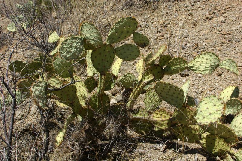 2006-06-17 11:18:18 ** Kaktus, Tucson ** 'Opuntia', Feigenkaktus.