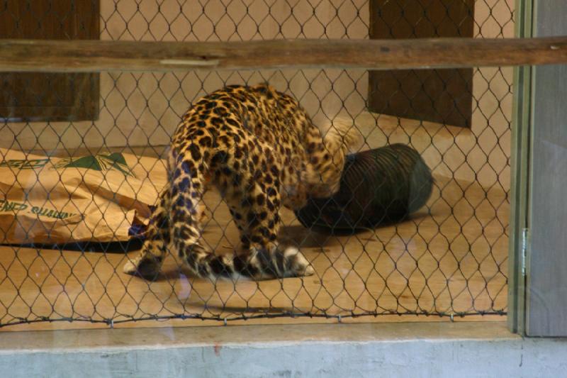 2007-06-18 10:42:46 ** Utah, Zoo ** Leopard arbeitet am Rohr.