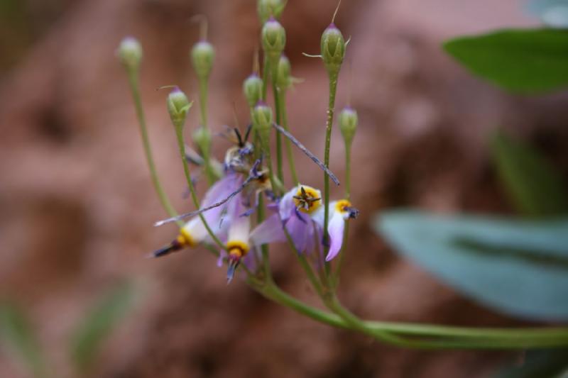 2011-05-29 09:41:03 ** Utah, Zion Nationalpark ** 