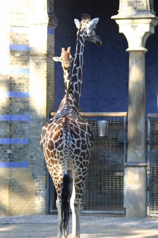 2005-08-24 17:45:51 ** Berlin, Deutschland, Zoo ** Giraffen.