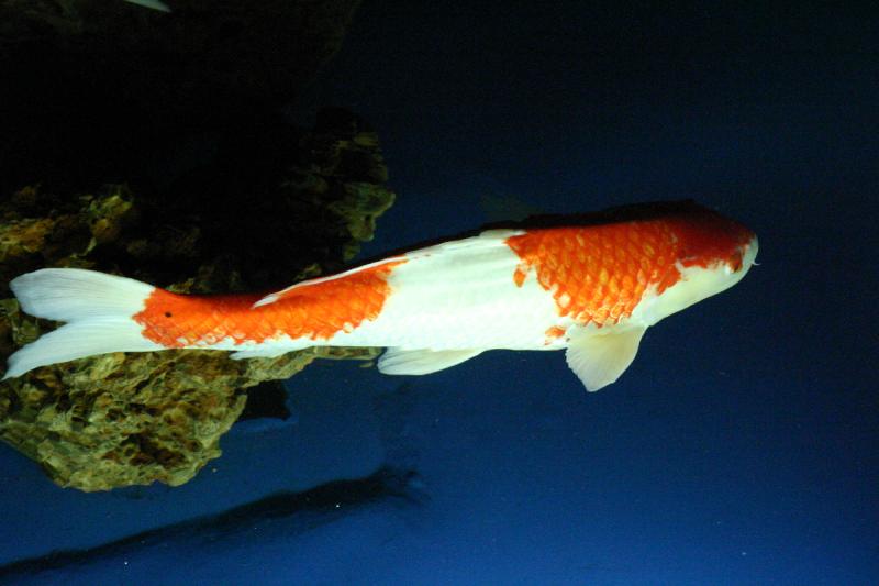 2005-08-25 15:45:10 ** Aquarium, Berlin, Deutschland, Zoo ** Koi-Karpfen.