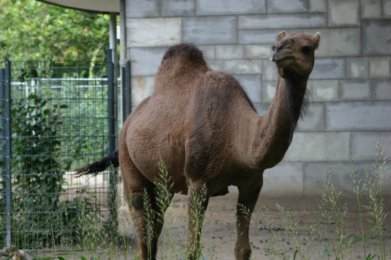 2005-08-24 13:06:53 ** Berlin, Deutschland, Zoo ** Dromedare sind die Kamele mit nur einem Höcker.