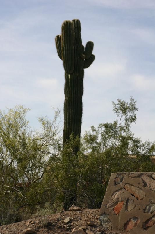 2007-04-14 16:07:18 ** Kaktus, Phoenix, Taliesin West ** Saguaro-Kaktus.