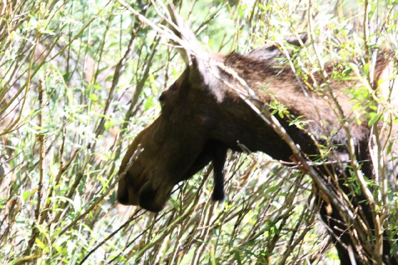 2010-08-21 11:02:37 ** Moose, Uinta Mountains ** 