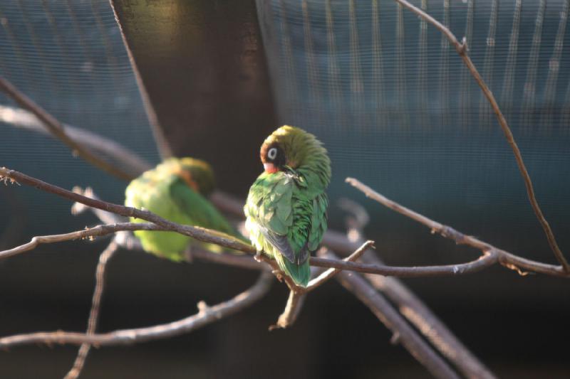 2010-04-13 17:28:41 ** Deutschland, Walsrode, Zoo ** 