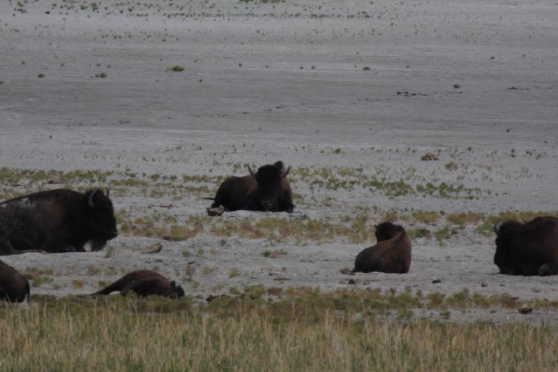 2013-08-24 13:53:07 ** Antelope Island, Bison, Utah ** 