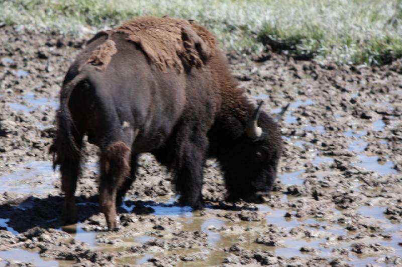 2008-08-16 11:37:22 ** Bison, Yellowstone Nationalpark ** 