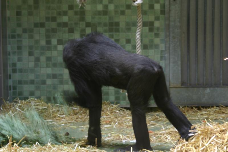 2005-08-24 17:35:27 ** Berlin, Deutschland, Zoo ** Schimpanse.