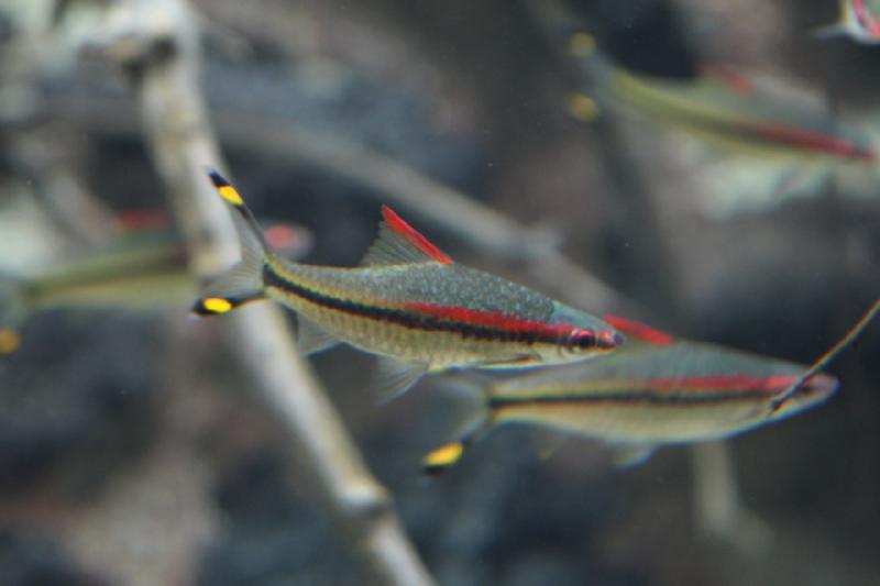 2014-03-12 15:05:27 ** Chicago, Illinois, Shedd Aquarium ** 