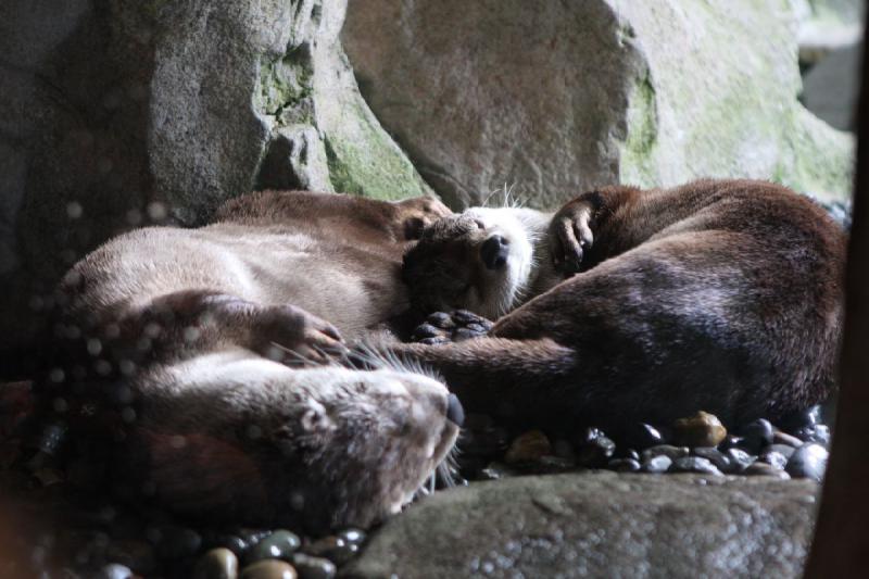 2012-06-16 11:51:26 ** Aquarium, Seattle ** 