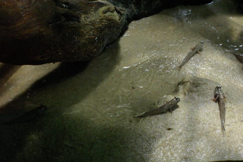 2005-08-25 14:17:54 ** Aquarium, Berlin, Germany, Zoo ** Mudskippers can leave the water and sit on the moist sand.