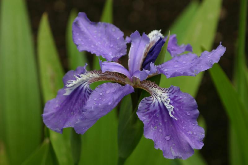 2005-05-05 11:47:06 ** Botanical Garden, Oregon, Portland ** Iris still carrying the morning's moisture.