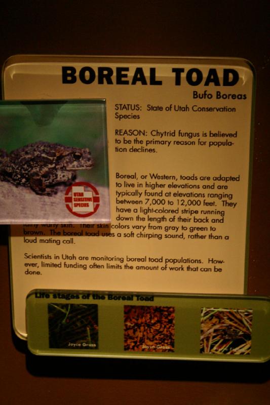 2007-12-15 12:48:42 ** Aquarium, Utah, Zoo ** Description of the Boreal or Western Toad (Bufo Boreas).