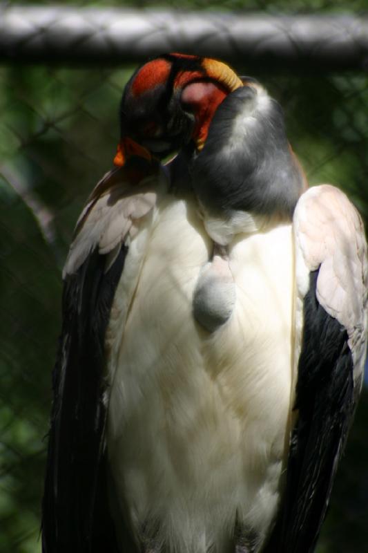 2005-05-21 16:48:47 ** Tracy Vogelpark ** Königsgeier bei der Gefiederpflege.