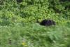 It is a little difficult to see, but the dark fur belongs to a Black Bear that was next to the tracks.