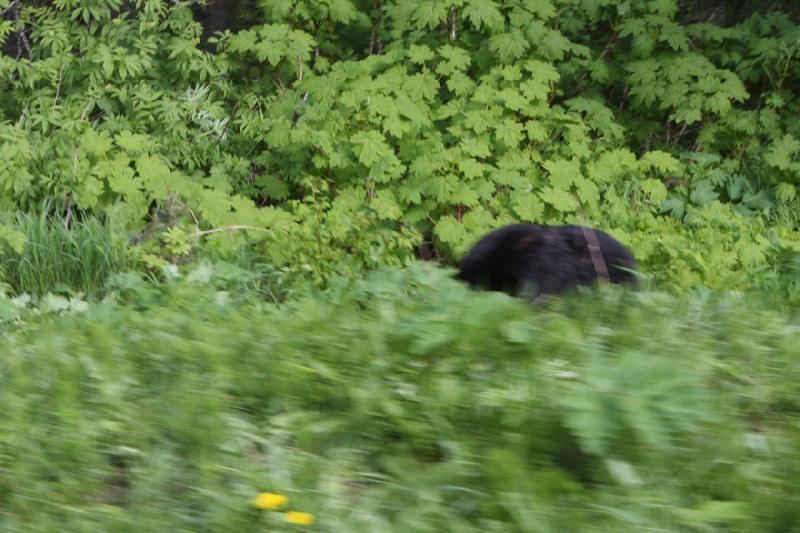 2012-06-21 11:03:11 ** Alaska, Kreuzfahrt, Schwarzbär, Skagway ** Ist zwar nicht so einfach zu sehen, aber das dunkle Fell gehört zu einem Schwarzbären, der neben der Bahnlinie war.