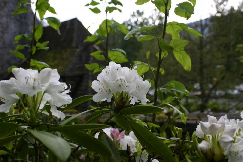 2005-05-06 17:39:36 ** Multnomah Falls ** Rhododendron.