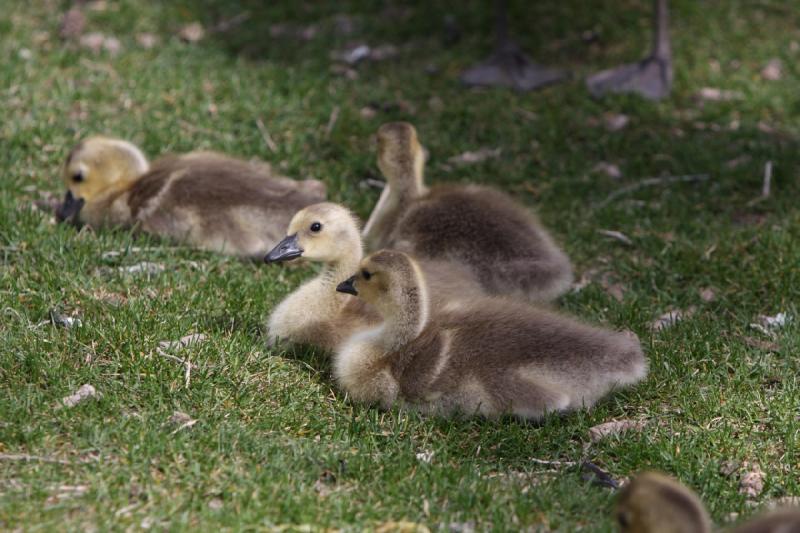 2011-05-07 10:27:22 ** Utah, Zoo ** 