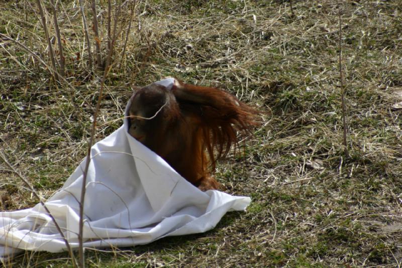 2007-03-11 13:17:18 ** Utah, Zoo ** Der Baby Orang-Utan spielt mit einer Decke.