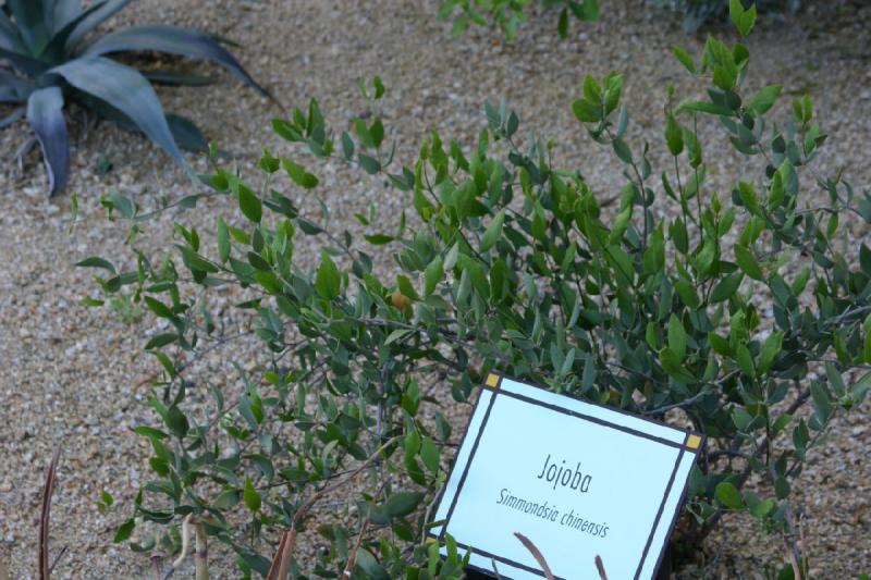2007-04-15 16:55:18 ** Phoenix ** Jojoba 'Simmondsia chinensis'. 2007-04-15 16:55:18 ** Phoenix ** Jojoba 'Simmondsia chinensis'.