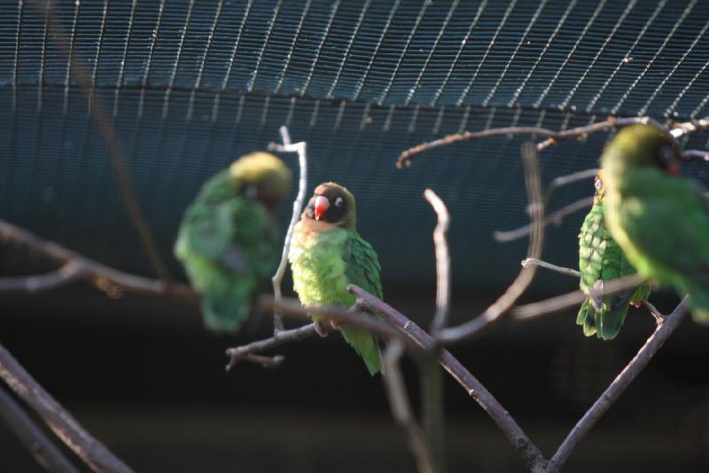 2010-04-13 17:28:43 ** Deutschland, Walsrode, Zoo ** 