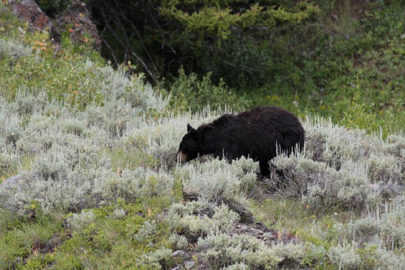 2009-08-05 14:02:29 ** Schwarzbär, Yellowstone Nationalpark ** 