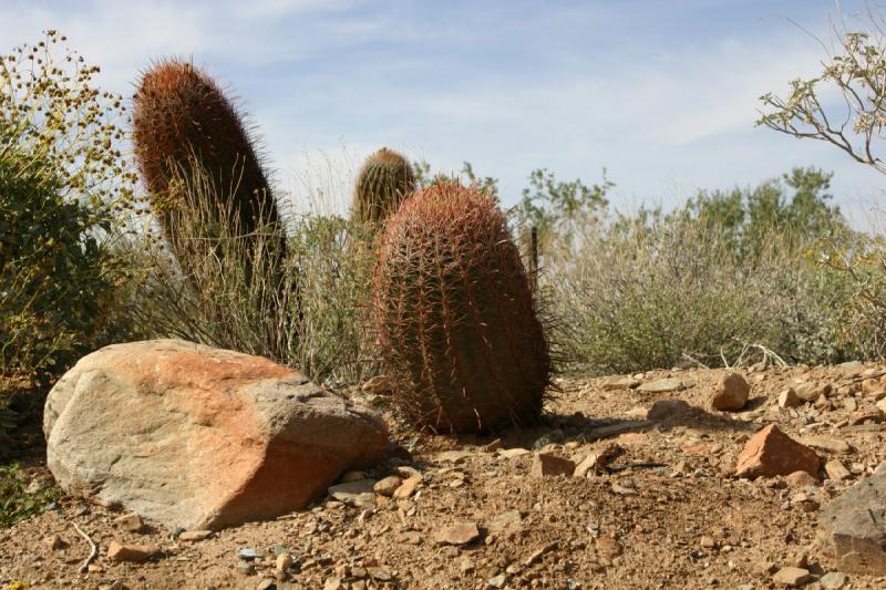 2007-04-14 15:53:12 ** Cactus, Phoenix, Taliesin West ** Cactus. 2007-04-14 15:53:12 ** Cactus, Phoenix, Taliesin West ** Cactus.
