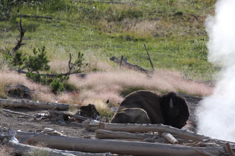 2009-08-05 16:45:31 ** Bison, Yellowstone Nationalpark ** 