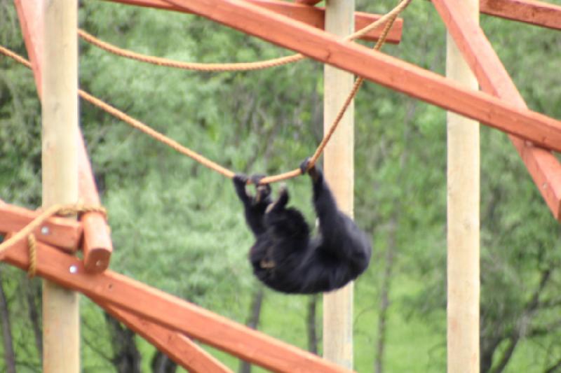 2005-05-07 15:13:49 ** Oregon, Roseburg, Zoo ** This monkey had figured out exactly how he could swing with the rope.