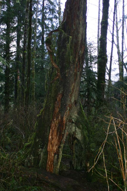 2006-01-28 17:26:32 ** Oregon ** This tree probably has seen better times.