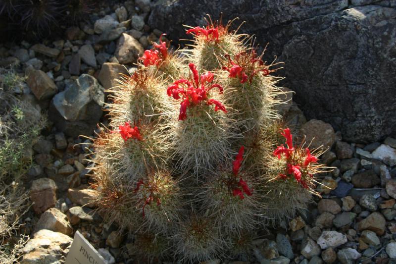 2006-06-17 17:52:28 ** Botanischer Garten, Kaktus, Tucson ** Blühender Kaktus.