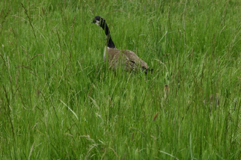 2005-05-07 14:26:06 ** Oregon, Roseburg, Zoo ** Gans.