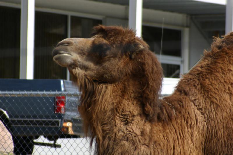 2007-03-11 13:26:16 ** Utah, Zoo ** Baktrisches Kamel.