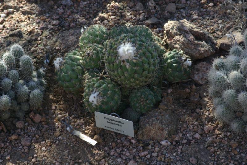 2007-10-27 13:15:34 ** Botanischer Garten, Kaktus, Phoenix ** Coryphantha calipensis.