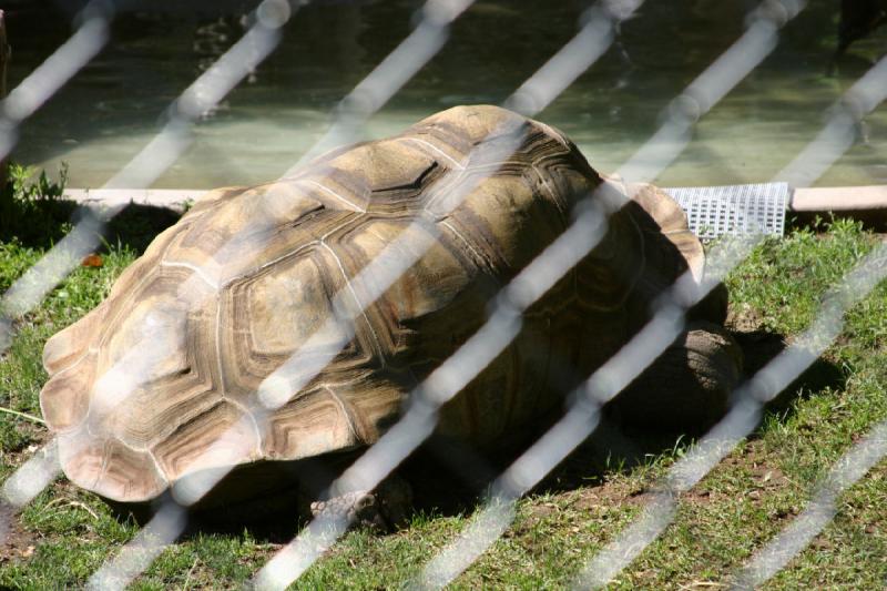 2007-06-18 10:06:18 ** Utah, Zoo ** Landschildkröte.