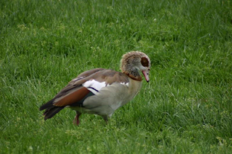 2005-05-07 15:06:20 ** Oregon, Roseburg, Zoo ** Interessante Ente.