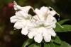 White rhododendron flower.