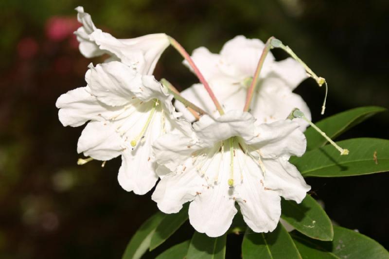 2005-05-05 11:55:07 ** Botanical Garden, Oregon, Portland ** White rhododendron flower.