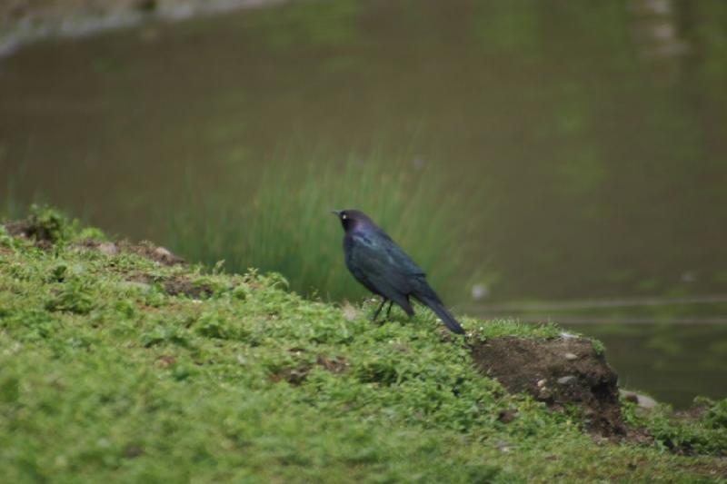 2005-05-07 15:15:39 ** Oregon, Roseburg, Zoo ** Blue-greenish shining feathers.