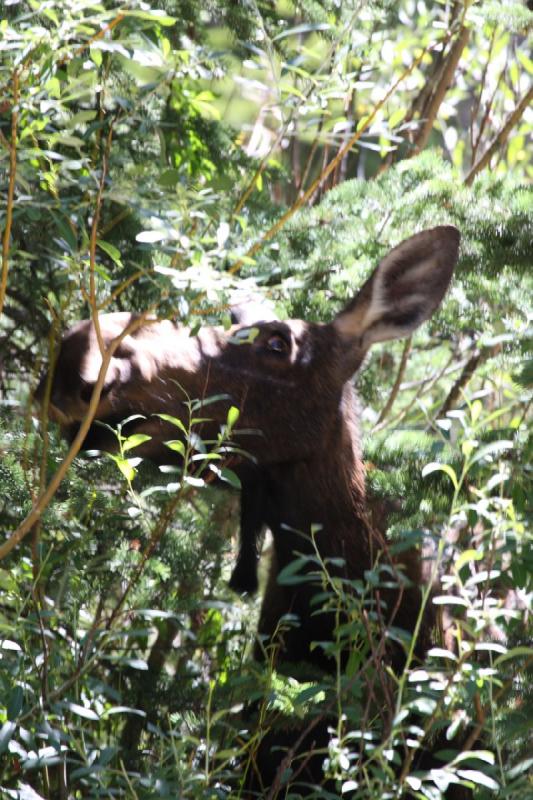 2010-08-21 11:12:44 ** Moose, Uinta Mountains ** 