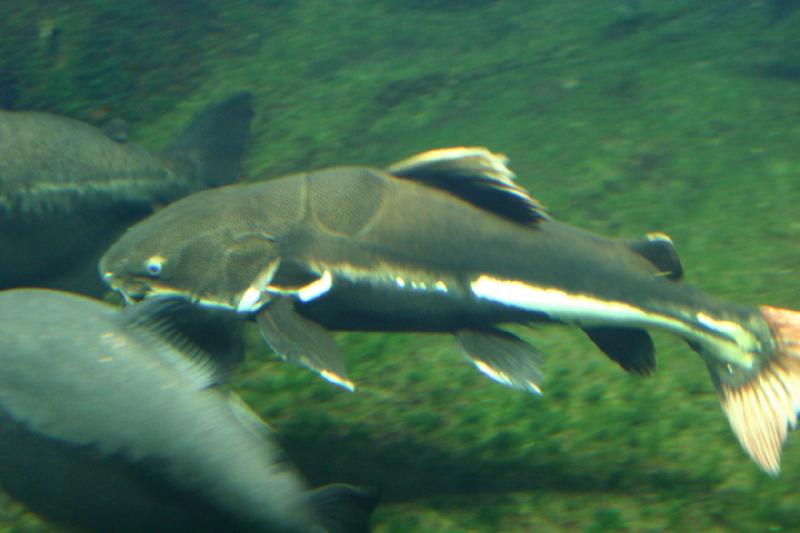 2006-11-29 13:16:08 ** Aquarium, Berlin, Deutschland, Zoo ** Großer Fisch mit Panzerung.